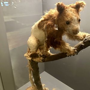 Matschies tree kangaroo (Dendrolagus matschiei)