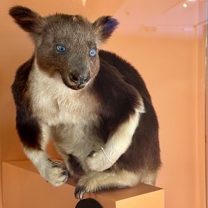 Goodfellow’s tree kangaroo (Dendrolagus goodfellowi)