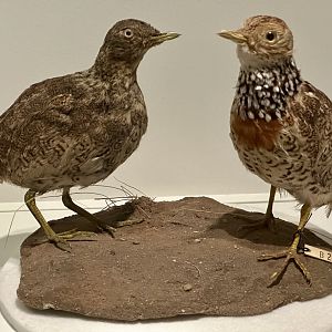 Plains-wanderer (Pedionomus torquatus)