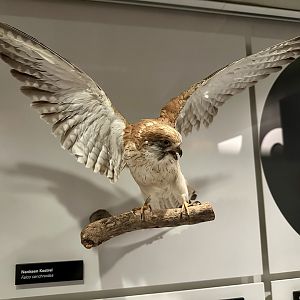 Nankeen kestrel (Falco cenchroides)