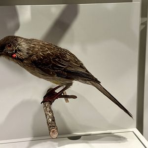 Red wattlebird (Anthochaera carunculata)