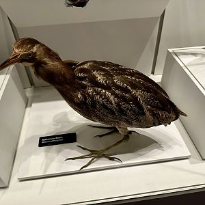 Australasian bittern (Botaurus poiciloptilus)