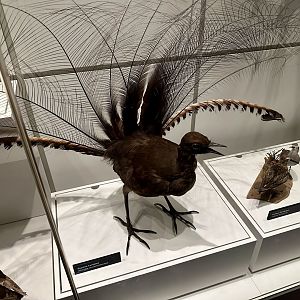 Suberb lyrebird (Menura novaehollandiae)