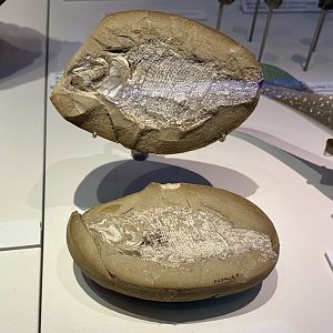 Ray-finned fish (Moythomsia durgaringa)