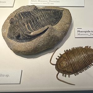 Phacopide trilobite (fossil and model)