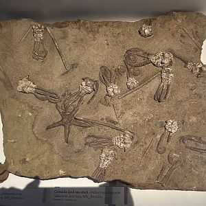 Crinoids (and sea star) fossils