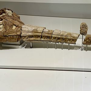 Ichthyosaur (Skull)