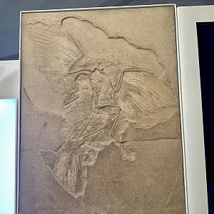 Archaeopteryx (Fossil)