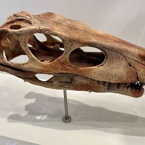 Herrerasaurus (Skull)