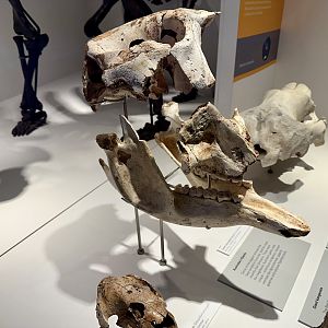 Palorchestes (Skull)