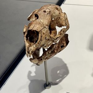Short-faced Kangaroo (Skull)
