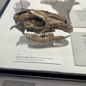 Giant Wallaby (Skull)