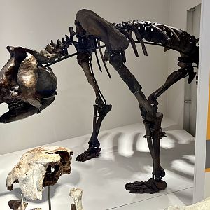 Zygomaturus trilobus