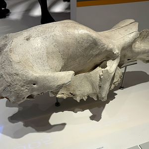 Diprotodon (Skull)