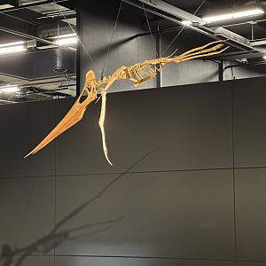 Anhanguera blittersdorfi