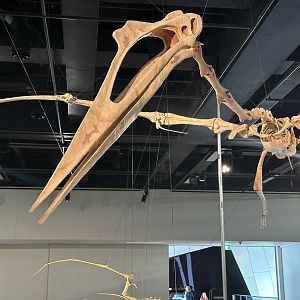 Quetzalcoatlus northropi