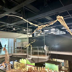 Quetzalcoatlus northropi