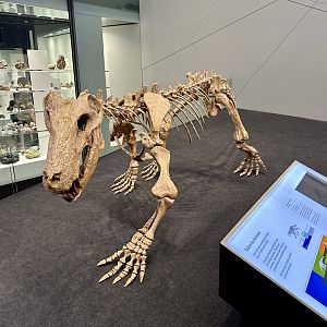 Inostrancevia alexandri