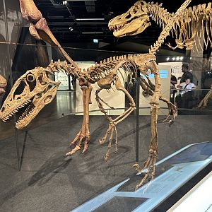 Deinonychus antirrhopus
