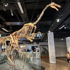 Gallimimus bullatus