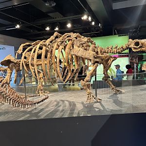 Talarurus plicatospineus