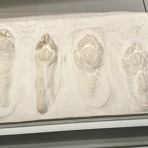 Thylacine (Foot Casts)