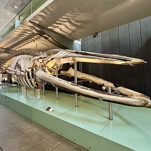 Pygmy Blue Whale (Skeleton)