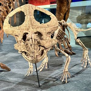 Protoceratops andrewsi
