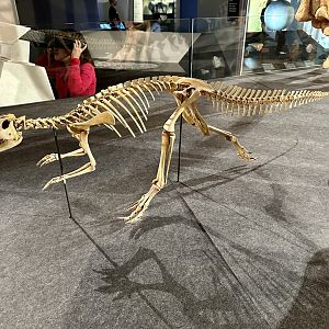 Hypsilophodon foxii
