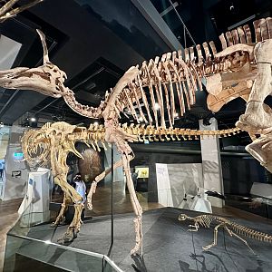 Tsintaosaurus spinorhinus