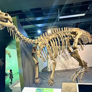 Muttaburrasaurus langdoni