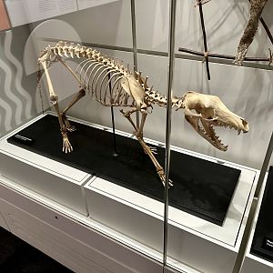 Thylacine (Skeleton)