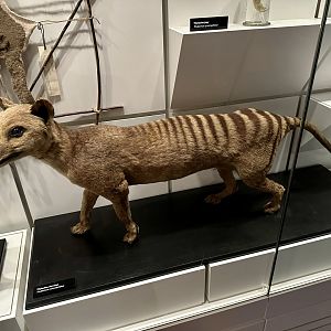 Thylacine (Female)