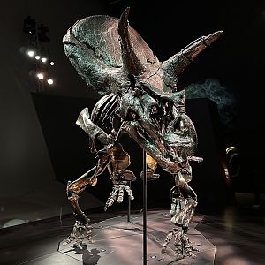 Triceratops horridus