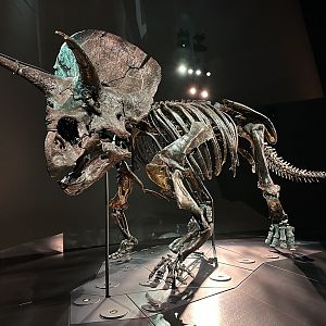 Triceratops horridus