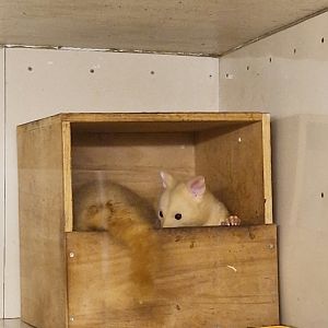 Tasmanian brushtail possum