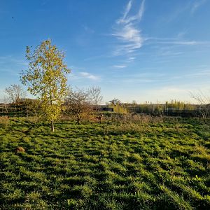 Maned wolf enclosure