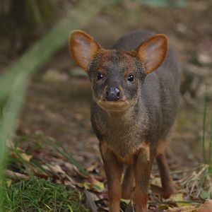 Southern pudu