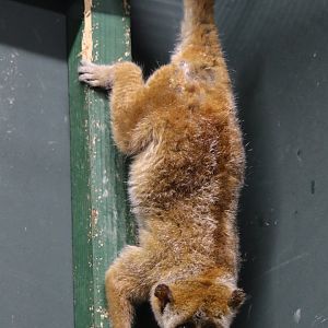 Pygmy Slow Loris