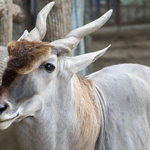 Common eland (Taurotragus oryx)