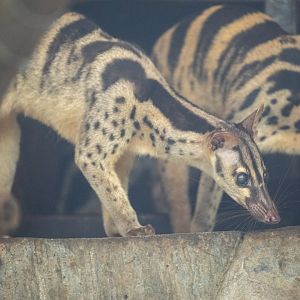 Owston's palm civet (Chrotogale owstoni)