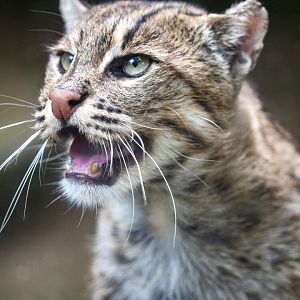 The fishing cat (Prionailurus viverrinus)