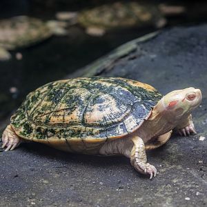 The albino red-eared slider (Trachemys scripta elegans)