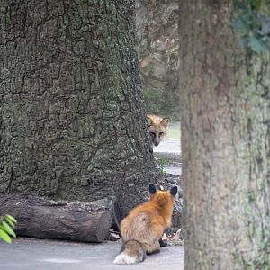 The red fox (Vulpes vulpes)