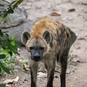 The spotted hyena (Crocuta crocuta)