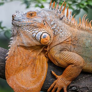 The green iguana (Iguana iguana