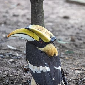 The great hornbill (Buceros bicornis)