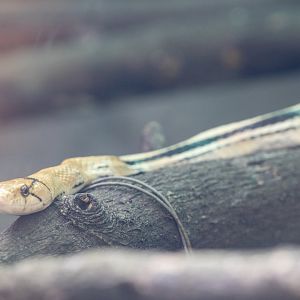 Radiated ratsnake (Coelognathus radiatus)