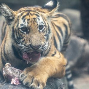 Bengal tiger ( Panthera tigris tigris )
