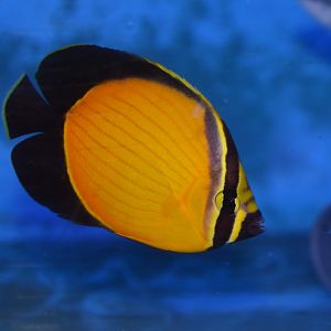 Arabian butterflyfish (Chaetodon melapterus)